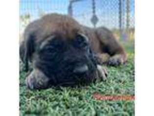 Mastiff Puppy for sale in San Juan Bautista, CA, USA