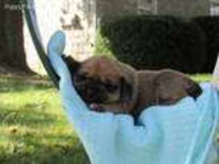 Puggle Puppy for sale in Leola, PA, USA