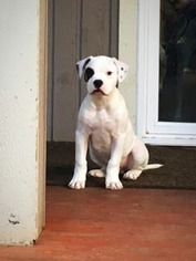 American Bulldog Puppy for sale in Tacoma, WA, USA