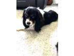 Cavalier King Charles Spaniel Puppy for sale in Felton, PA, USA