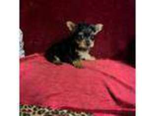 Yorkshire Terrier Puppy for sale in Picayune, MS, USA