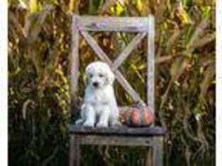 Goldendoodle Puppy for sale in Fontanelle, IA, USA