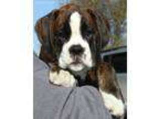 Boxer Puppy for sale in Fair Play, MO, USA