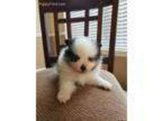 Pomeranian Puppy for sale in Mesquite, TX, USA
