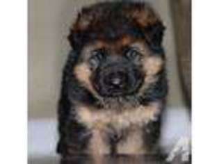 German Shepherd Dog Puppy for sale in ISLAND LAKE, IL, USA