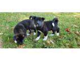 Akita Puppy for sale in Pittsburg, KS, USA