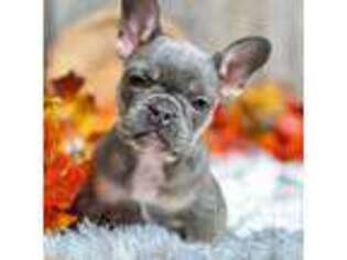 French Bulldog Puppy for sale in Grabill, IN, USA