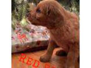 Goldendoodle Puppy for sale in Americus, GA, USA