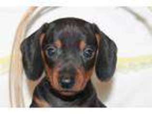 Dachshund Puppy for sale in Wakarusa, IN, USA