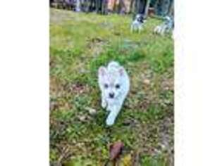 Alaskan Klee Kai Puppy for sale in Graham, WA, USA