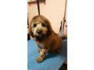 Goldendoodle Puppy for sale in Gridley, CA, USA