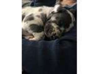 Great Dane Puppy for sale in Elizabeth, CO, USA