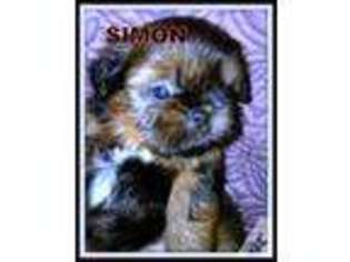 Doberman Pinscher Puppy for sale in SPRUCE PINE, NC, USA