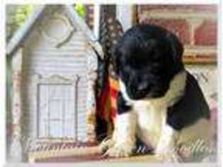 Newfoundland Puppy for sale in Bristol, TN, USA