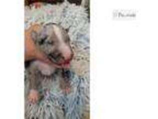 Bull Terrier Puppy for sale in Tyler, TX, USA