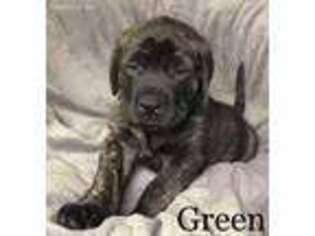 Mastiff Puppy for sale in Mansfield, OH, USA