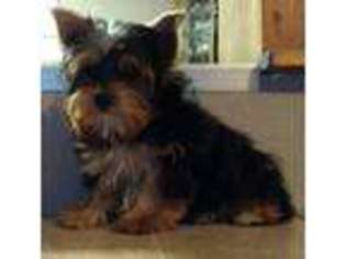 Yorkshire Terrier Puppy for sale in Ashby, NE, USA