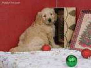 Goldendoodle Puppy for sale in Odon, IN, USA