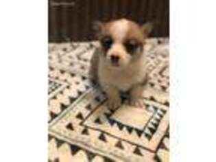 Pembroke Welsh Corgi Puppy for sale in Blackwater, MO, USA
