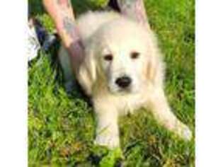Golden Retriever Puppy for sale in Northwood, OH, USA