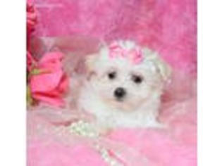 Maltese Puppy for sale in Memphis, MO, USA