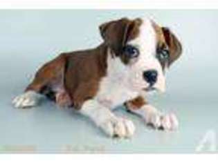 Boxer Puppy for sale in HUNTINGTON BEACH, CA, USA