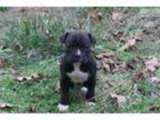 Boxer Puppy for sale in Cleveland, OH, USA