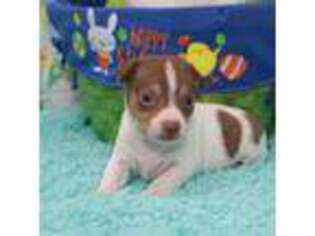 Rat Terrier Puppy for sale in Pinehurst, NC, USA
