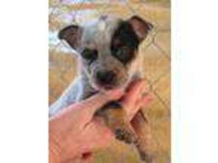 Australian Cattle Dog Puppy for sale in State Road, NC, USA