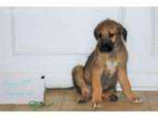 Irish Wolfhound Puppy for sale in Clinton, TN, USA
