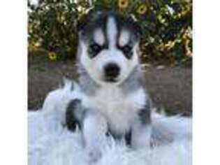 Siberian Husky Puppy for sale in Menifee, CA, USA