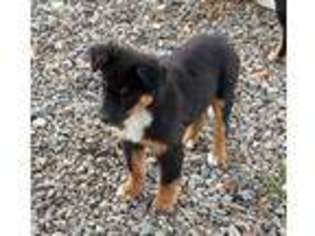 Miniature Australian Shepherd Puppy for sale in Columbia, MO, USA