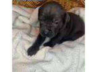 Cane Corso Puppy for sale in Bedford, PA, USA