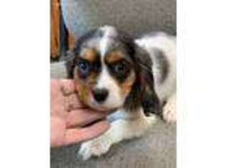 Cavalier King Charles Spaniel Puppy for sale in Fortuna, MO, USA