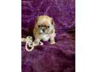 Mutt Puppy for sale in Chester, VA, USA