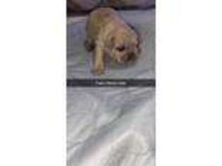 French Bulldog Puppy for sale in Philadelphia, MS, USA