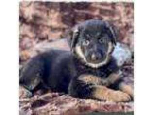 German Shepherd Dog Puppy for sale in Tucson, AZ, USA