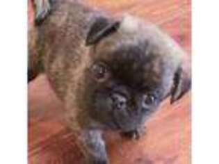 Pug Puppy for sale in Manassas, VA, USA