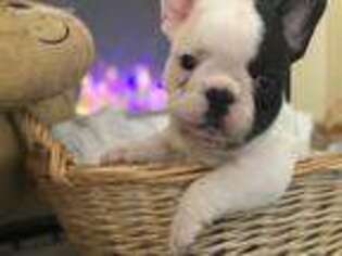 French Bulldog Puppy for sale in Marshall, MI, USA