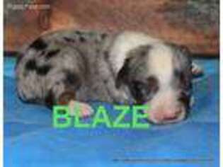 Miniature Australian Shepherd Puppy for sale in Jasper, AR, USA