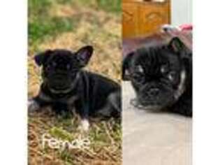 French Bulldog Puppy for sale in Kingsville, TX, USA