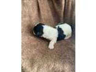 Mutt Puppy for sale in Avilla, IN, USA