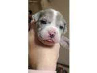 Alapaha Blue Blood Bulldog Puppy for sale in Castalian Springs, TN, USA