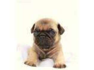Pug Puppy for sale in Ripley, OH, USA