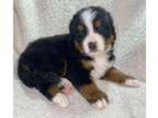 Bernese Mountain Dog Puppy for sale in Fillmore, NY, USA