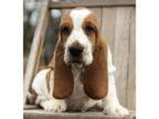 Basset Hound Puppy for sale in Purdy, MO, USA