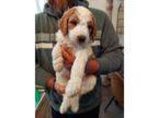 Goldendoodle Puppy for sale in Battle Creek, MI, USA