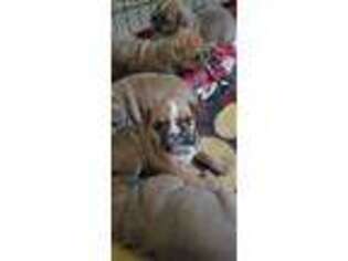 Olde English Bulldogge Puppy for sale in Bloomington, MD, USA