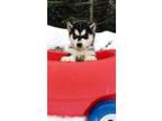 Siberian Husky Puppy for sale in Barnum, MN, USA