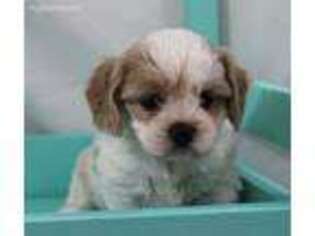 Cavachon Puppy for sale in Greenville, TX, USA